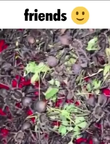 Friends Who Share Everything