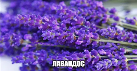 Лавандос вместо денег