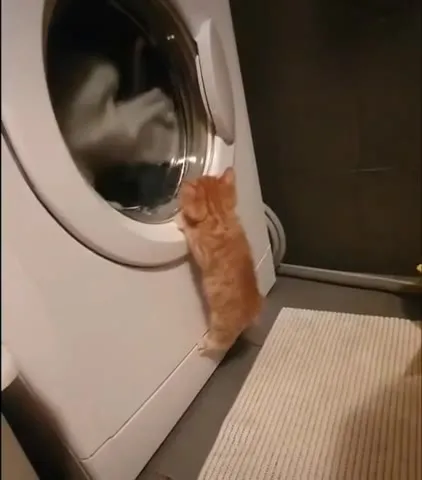 Кот пытается спасти бельё
