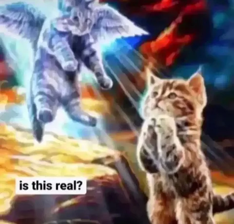 Is This Real Cat Reaction