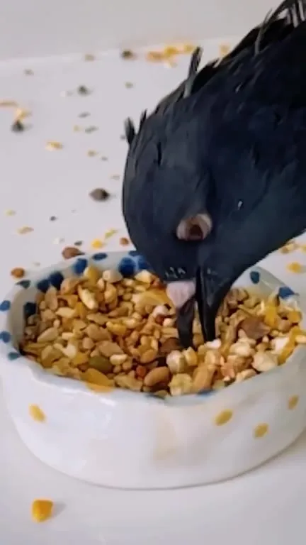 Bird Finds the Good Seed