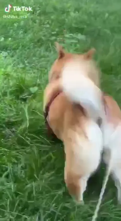 Собака танцует на поводке