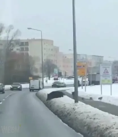 Собаки перебегают дорогу