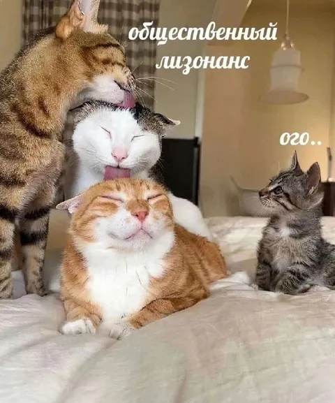Общественный лизонаанс