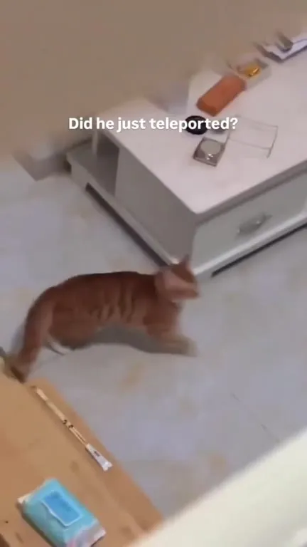 Cat Teleports Onto the Bed