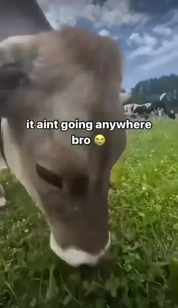 Cow Won't Go Anywhere