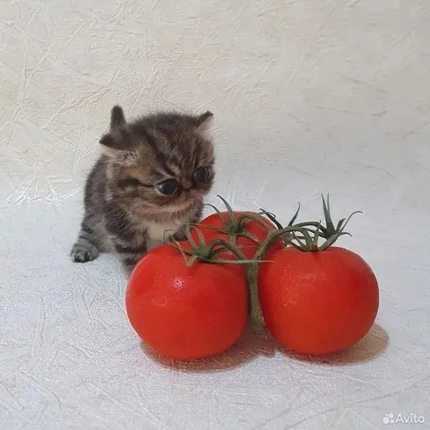 Котёнок и огромные помидоры