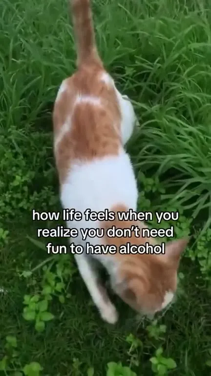 Life Without Alcohol Is Peaceful