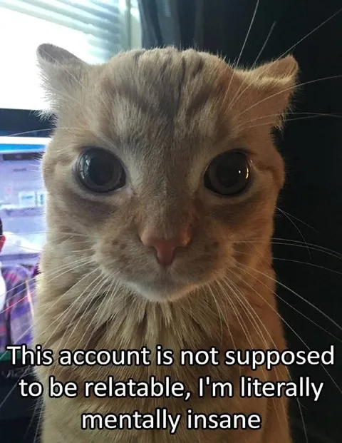 Mentally Insane Cat