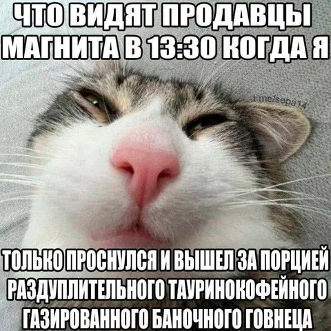 Кот после порции энергетика