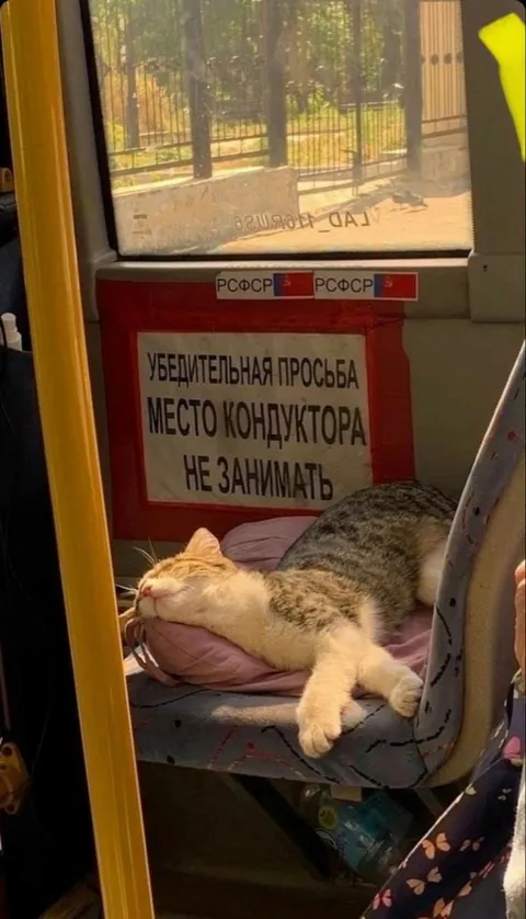 Кот занял место кондуктора