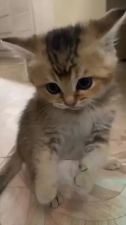 Маленький котёнок идёт по полу
