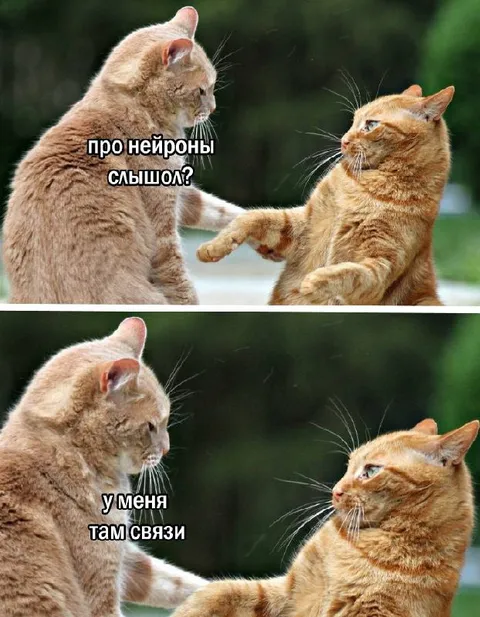 Коты и нейронные связи