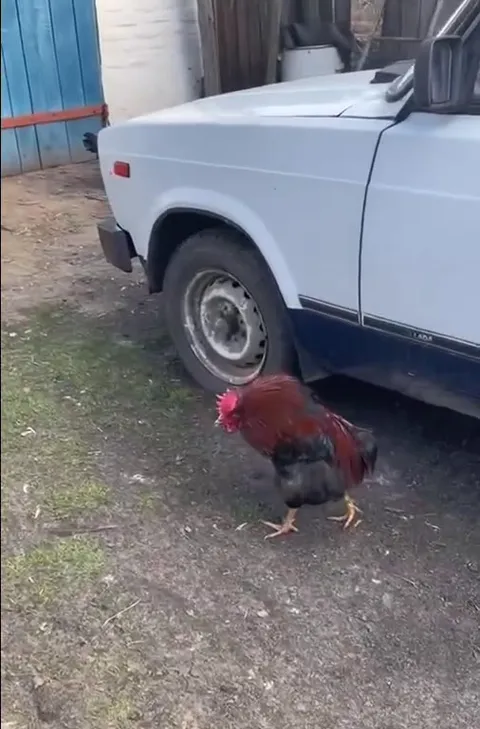 Буйный петух выходит во двор