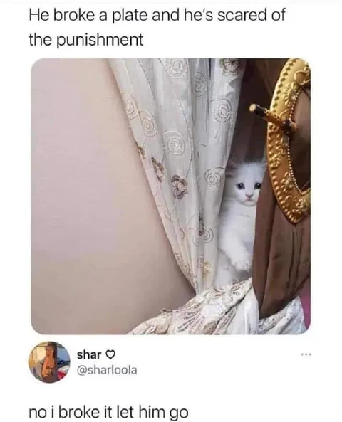 Let Him Go Cat