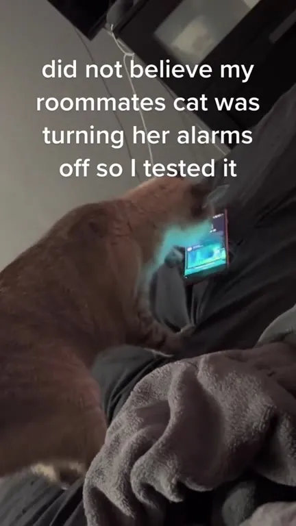 Cat Turns Off Every Alarm