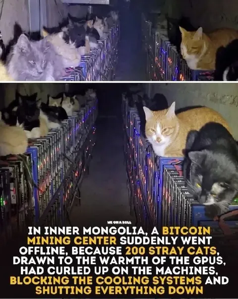 Cats Shut Down Bitcoin Mining