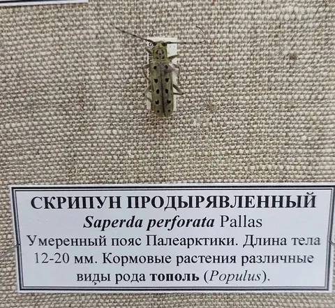 Скрипун продырявленный на экспонате