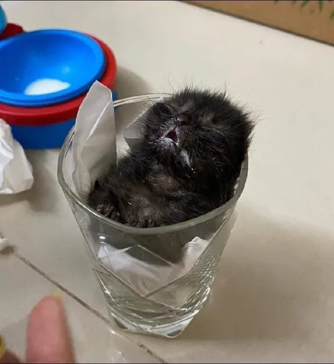 Котёнок застрял в стакане