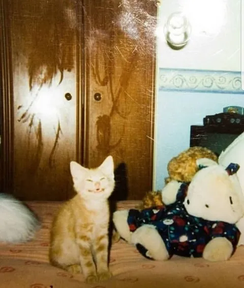 Счастливый котёнок рядом с игрушкой