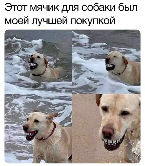 Лучшая покупка для собаки