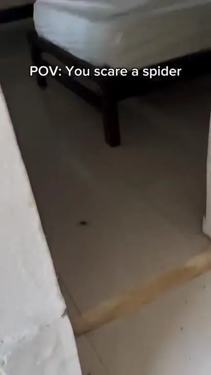Scaring a Spider POV
