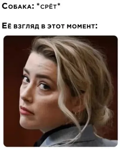 Взгляд собаки во время туалета