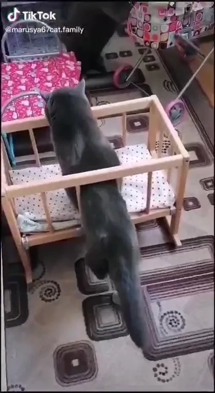 Кошки решили стать детьми