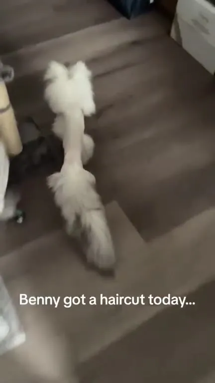Benny's Dramatic New Haircut