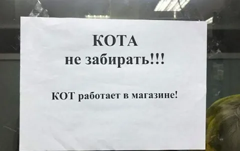 Кот работает в магазине