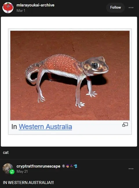Cat in Western Australia