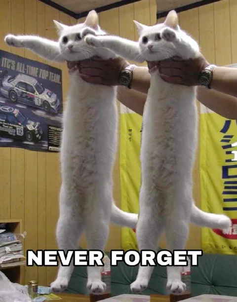 Never Forget Cats