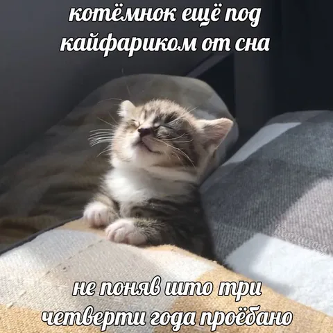 Котёнок не понял, что происходит
