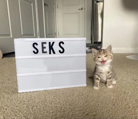 Kitten Announces SEKS