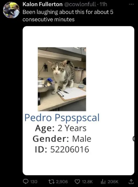 Pedro Pspspscal Cat Profile