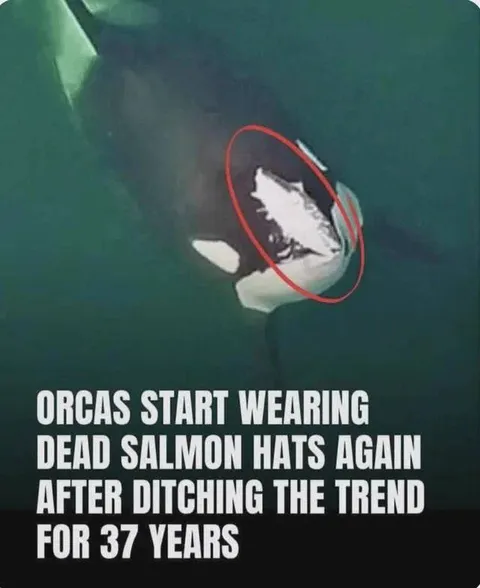 Orcas Wear Dead Salmon Hats Again