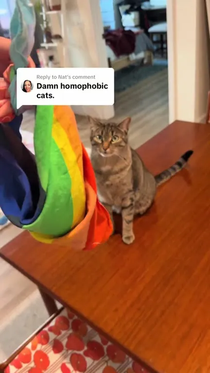 Cat Attacks Rainbow Fabric