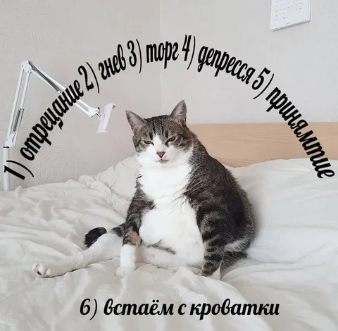 Кот и список дел