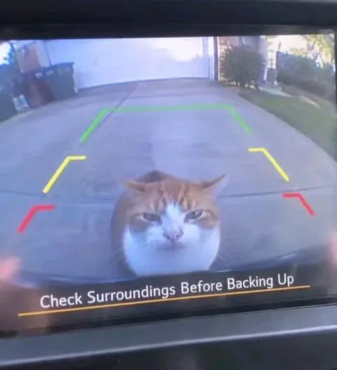 Cat Checks Before Backing Up