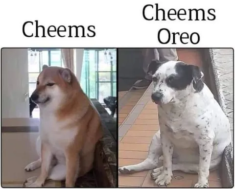 Cheems and Oreo Cheems