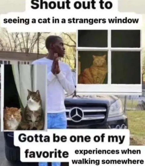 Cat in a Stranger's Window