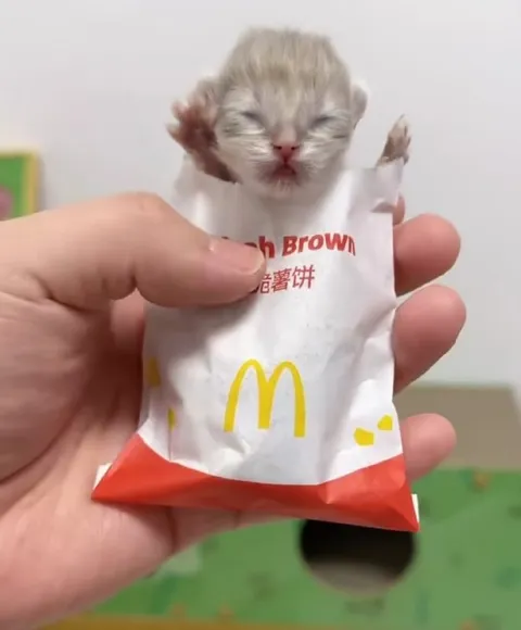 Tiny Kitten Hash Brown