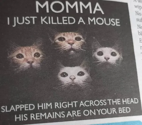 Cat Mom Killed a Mouse