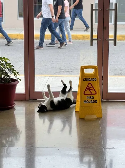 Gato en el piso mojado