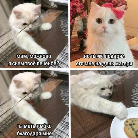 Кот требует мамино печенье