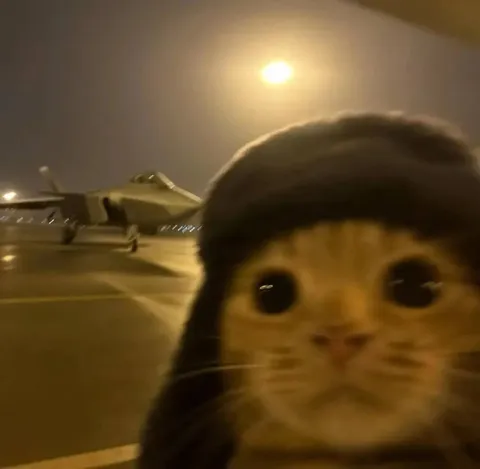Кот в аэропорту ночью