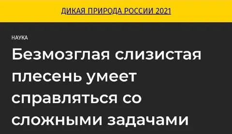 Безмозглая слизистая плесень