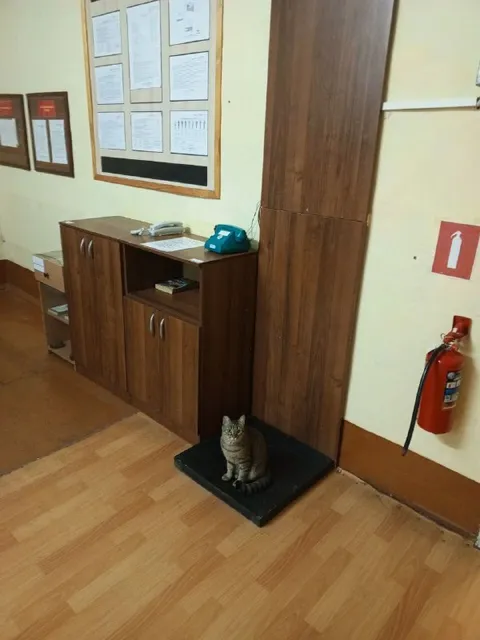 Кот на весах в коридоре