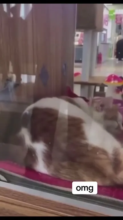 OMG Singing Cat