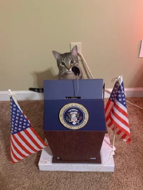Cat President at the Podium